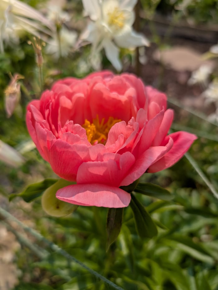 Coral Peony Stems image