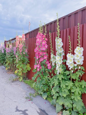 Hollyhocks