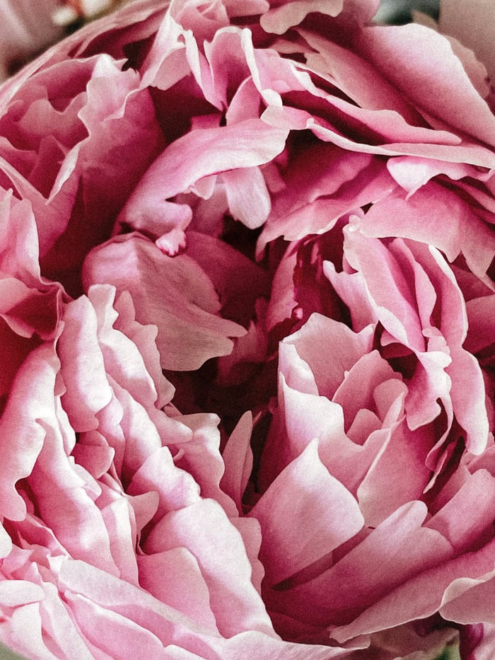 Light Pink Peony Stems image